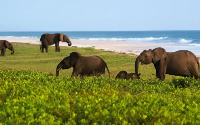 Parque nacional Loango