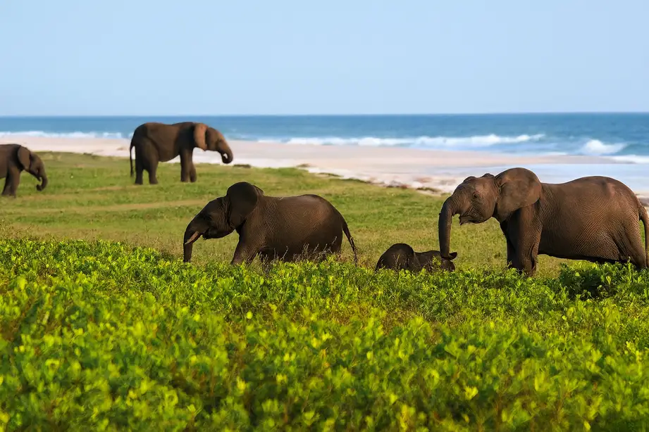 Elefantes en un prado frente a la playa