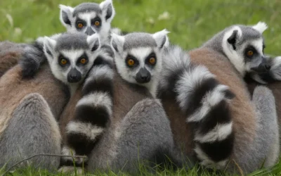 Por tierras malgaches