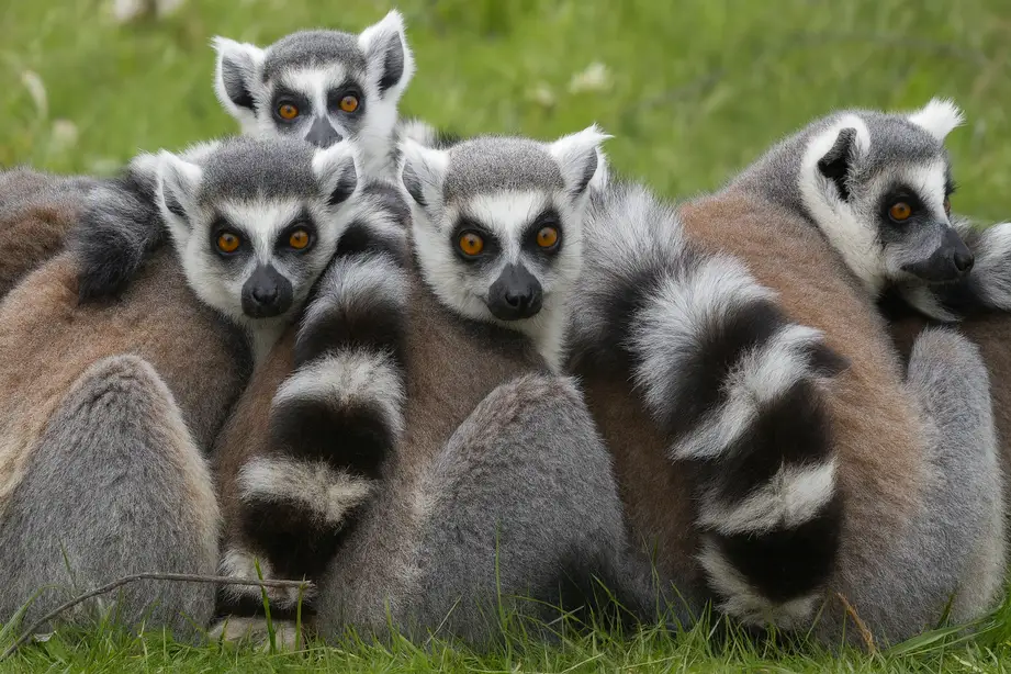 Animales en un césped